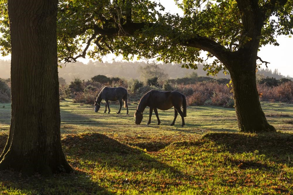 property-guardian-vacancies-in-hampshire-live-in-guardians